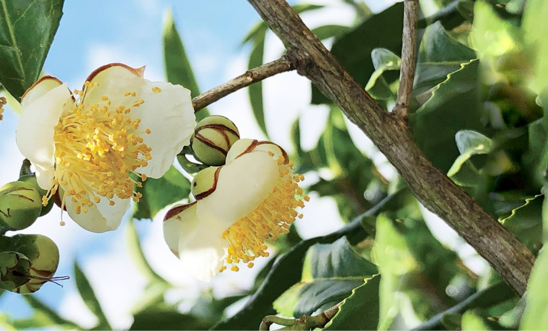 茶花の写真